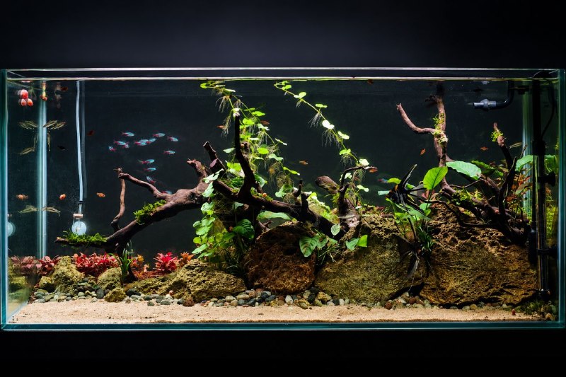 The Ultimate Beginner's Guide to Planted Aquariums