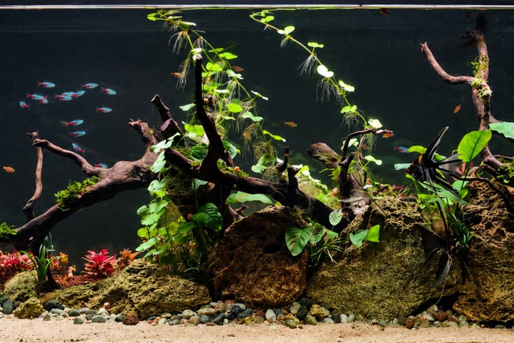 The Ultimate Beginner's Guide to Planted Aquariums