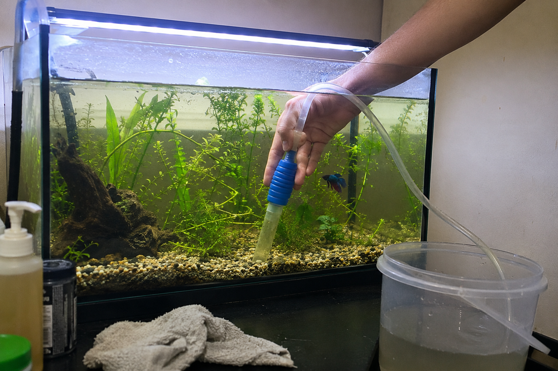 Aquarium Maintenance & Cleaning Guide
