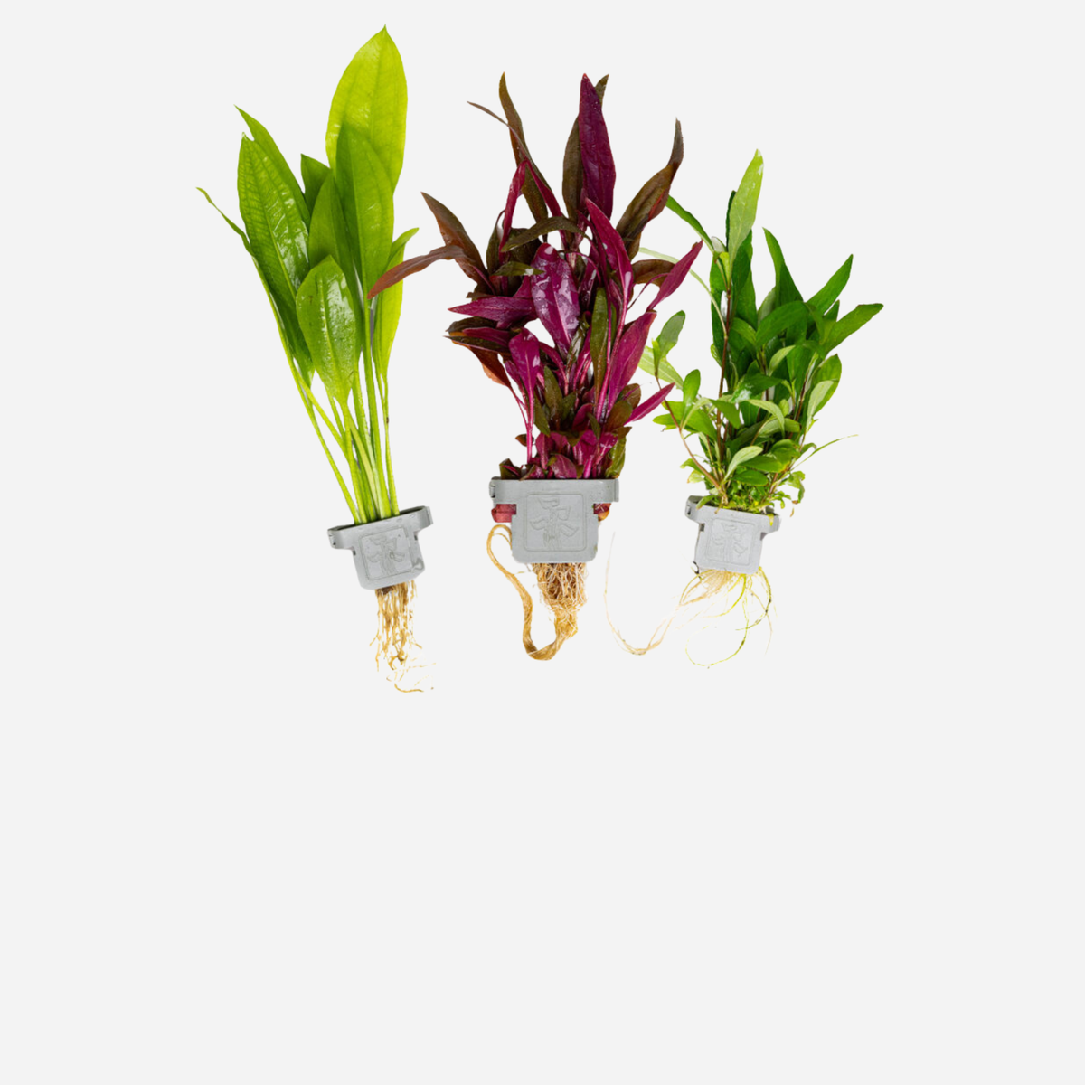 Aquarium Plants